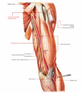 Anatomy of the Bicep 