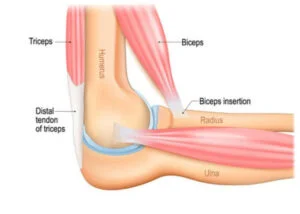 Anatomy of the Elbow