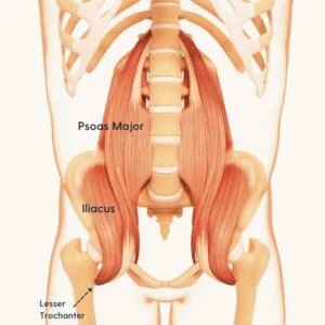 Function and Role of the Iliacus Muscle