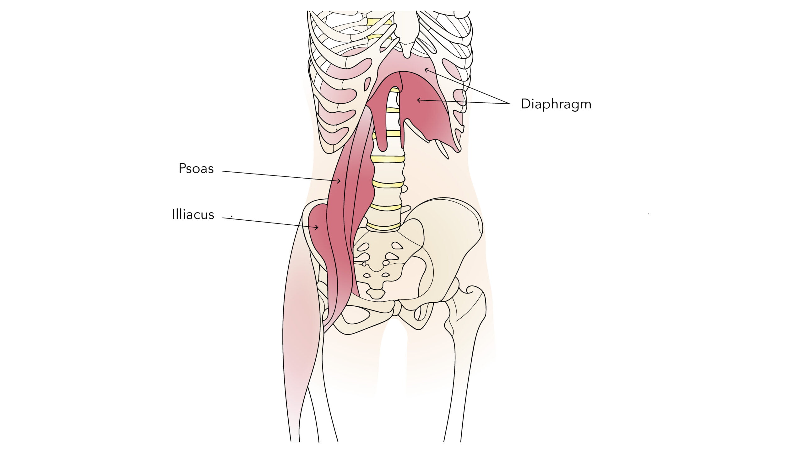 Psoas Pain and Psoas Pain Relief Methods