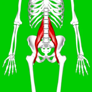 Understanding Psoas Pain