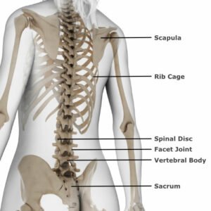 Understanding the Anatomy of the Upper Middle Back