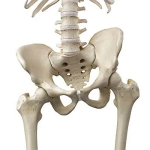 What is a Tilted Pelvis?