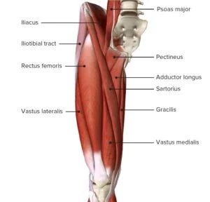 Anatomy of the Front Thigh