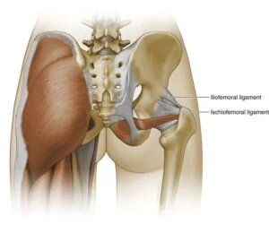 What Is The Anatomy Of The Hip?