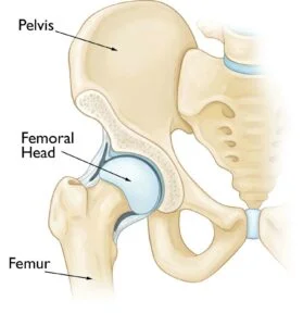 What Are The Different Types of Hip Ligament Injuries?