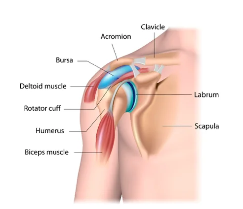Rotator Cuff Impingement