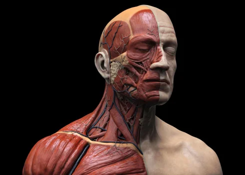 Understanding Sternocleidomastoid Pain