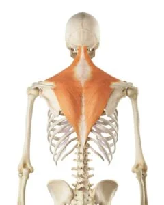Understanding the Trapezius Muscle