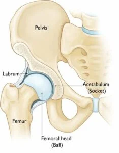 What Is The Hip Capsule?