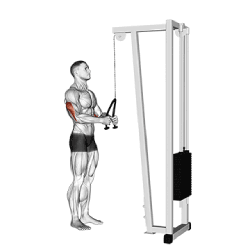 Tricep Pushdown with Resistance Band