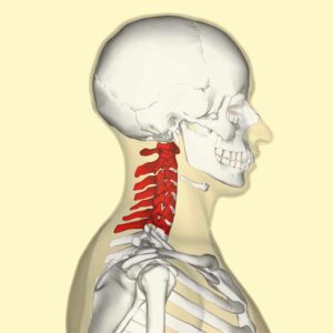 Understanding the Cervical Spine
