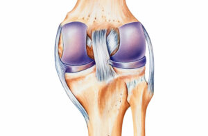 Understanding the Medial Collateral Ligament (MCL)