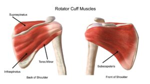 Understanding the Rotator Cuff