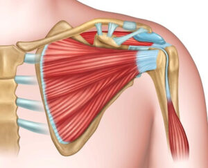Understanding the Shoulder Anatomy