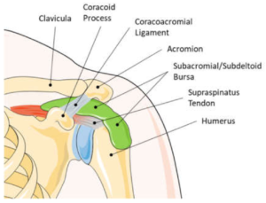 Understanding the Subscapular Bursa