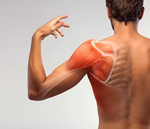 What Is Deltoid Muscle and What Does It Do